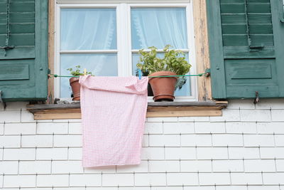 Potted plant against window of building