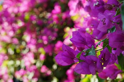 Close-up of fresh purple flowers on tree