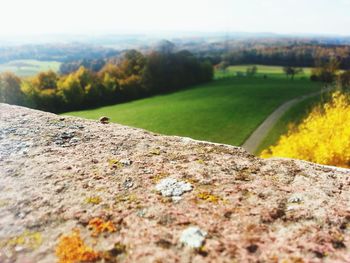 Scenic view of grassy field