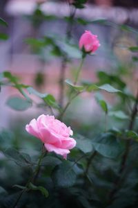 Close-up of pink rose
