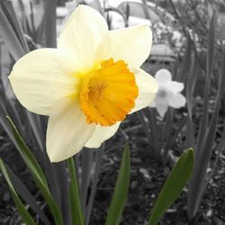 Close-up of yellow flower