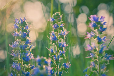 Close-up of purple flowering plants on field