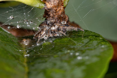 Close-up of spider on leaf