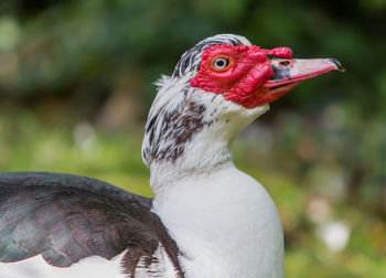 Close-up of duck