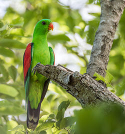 Bird perching on branch