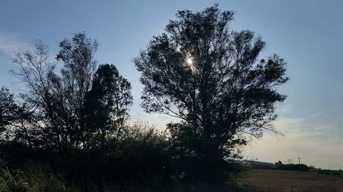 Low angle view of trees against sky