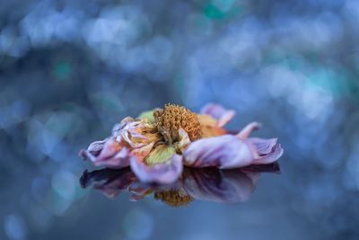 Close-up of wilted flower