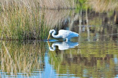 Swan swimming in lake