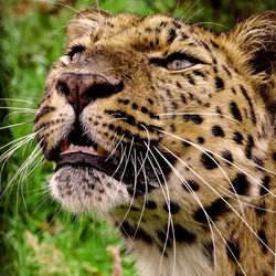 Portrait of leopard, head shot