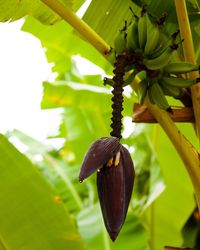 Close-up of a plant