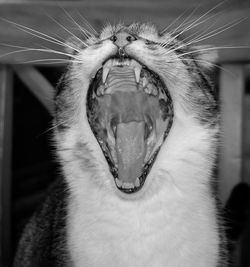 Close-up of cat yawning