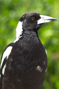 Close-up of a bird