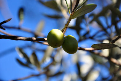 Two green olives on a tree in autumn / harvest time