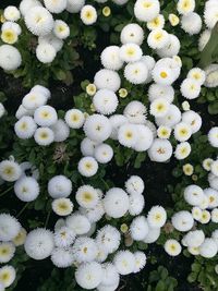 White flowers