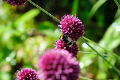 Close-up of insect on pink flower