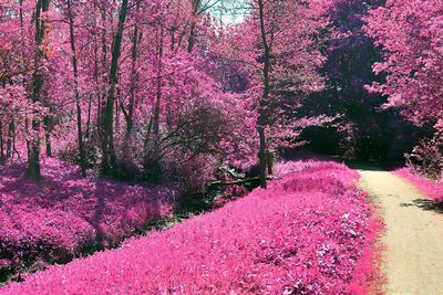 Pink cherry blossoms in park