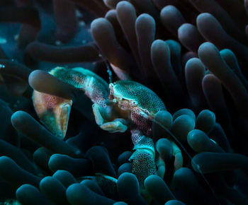 Close-up of crab and coral in sea