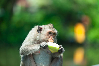 Close-up of banana eating fruit