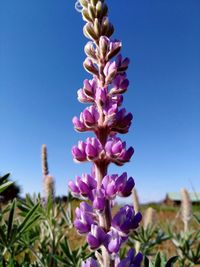 Close-up of pink flowering plant against blue sky