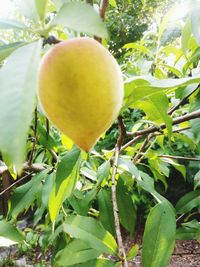 Close-up of lemon growing on tree