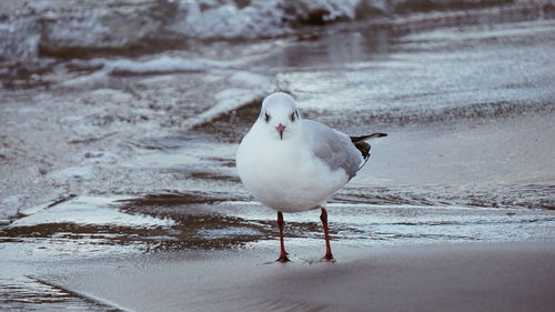 Seagull perching on a beach