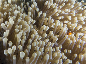 Full frame shot of coral in sea