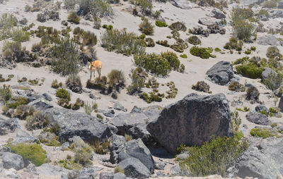 High angle view of dog on rock