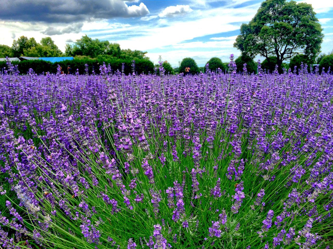 flower, freshness, growth, beauty in nature, fragility, sky, nature, cloud - sky, pink color, blooming, plant, field, petal, purple, tree, abundance, tranquil scene, tranquility, in bloom, scenics