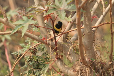 Close-up of bird perching on tree
