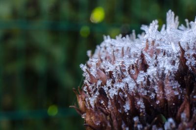 Close-up of frozen plant