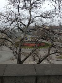 Bare tree against built structure