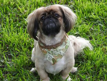 Portrait of lhasa apso sitting on grassy field