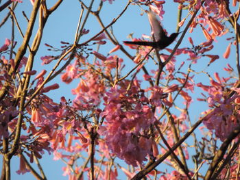 Low angle view of red flowers