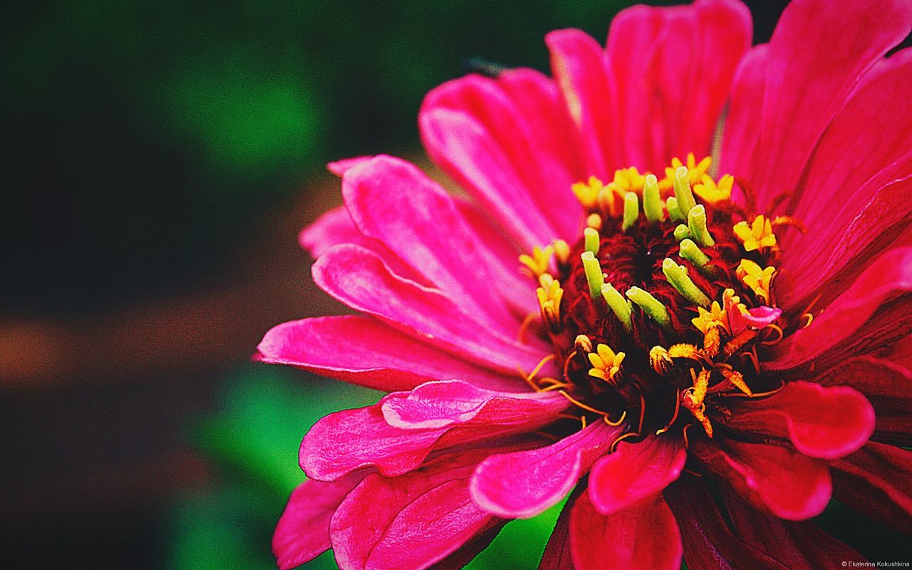 flower, petal, freshness, flower head, fragility, growth, close-up, beauty in nature, pollen, single flower, nature, focus on foreground, pink color, blooming, stamen, plant, in bloom, selective focus, outdoors, blossom