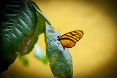 Close-up of butterfly on leaf