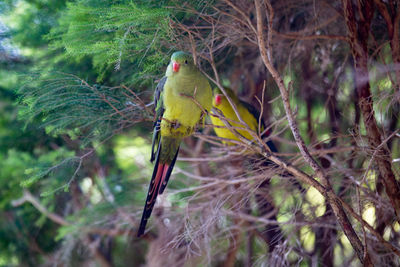 Bird perching on a tree