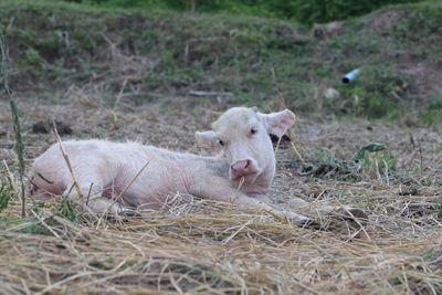 Close-up of sheep lying on field