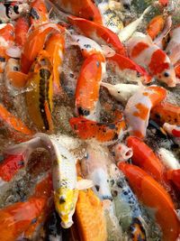 High angle view of koi carps swimming in pond