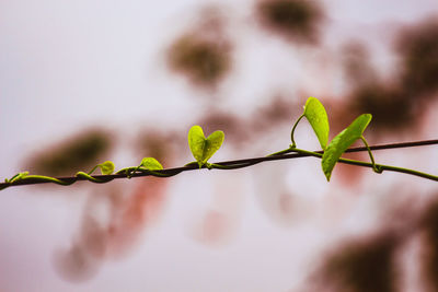 Close-up of plant