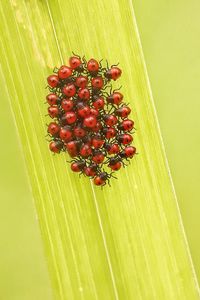 Close-up of red berries growing on leaf