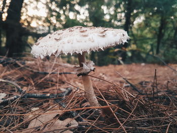 Close-up of mushroom growing on field