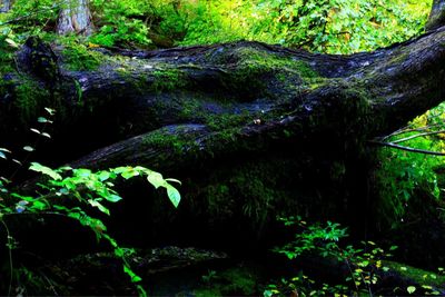 Moss growing on rocks in forest