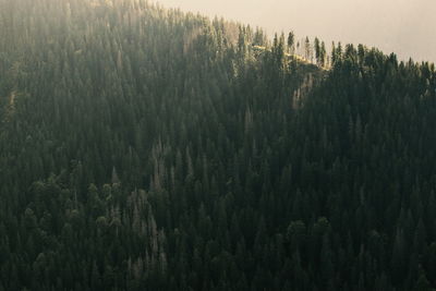 Pine trees in forest against sky