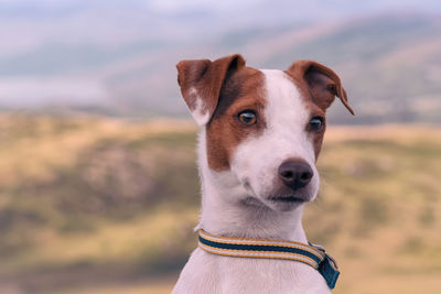 Close-up portrait of a dog