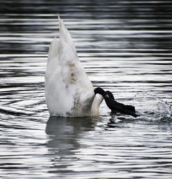 View of bird flying over lake