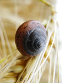 Close-up of snail