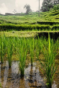 Grass growing in field