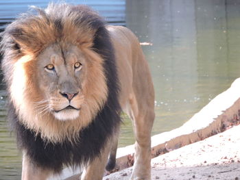 Close-up portrait of lion in water