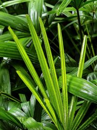 Close-up of fresh green plants