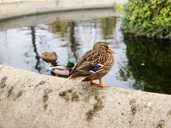 Bird perching on rock by lake